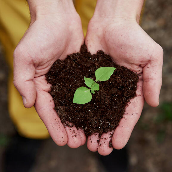 Image d'illustration - Jeune pousse Photo d'une jeune pousse dans une motte de terre nichée au creux de deux mains.